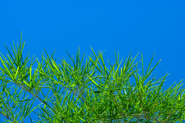 Canvas Print - Fresh bamboo leaves