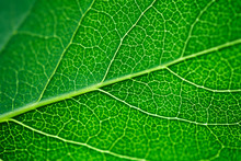 Macro Photo Of Fresh Green Leaf. Close Up, Plant Texture.