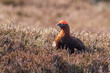 Red grouse  (Lagopus lagopus)