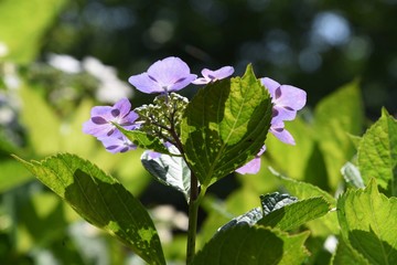 Wall Mural - The season whenHydrangea blooms has come.