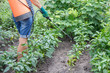 © Vitalii M - Protecting bell pepper plants from fungal disease or vermin using the sprayer