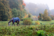 Pedigree Horse With Coat Eating Grass, Surrounded By Foggy Autum