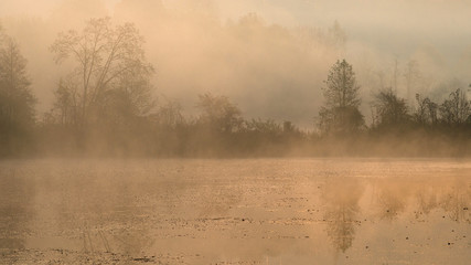  Silhouettes of trees on a misty foggy morning on the lake shore