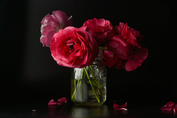 Red ranunculus flowers on black background. Dark photo.