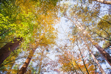 Wall Mural - Beautiful landscapes with the colorful autumn trees at the Kubota Itchiku Art Museum, Fujikawaguchiko, Japan.