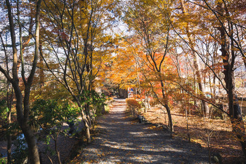 Wall Mural - Beautiful landscapes with ponds, waterfalls and the colorful autumn trees at the Kubota Itchiku Art Museum, Fujikawaguchiko, Japan.