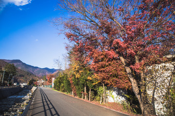 Wall Mural - Fall foliage in autumn season near Fujikawaguchiko, Japan.