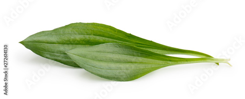 Cuadros en Lienzo Great plantain, plantago major medicinal plant isolated on white background