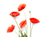 Fototapeta  - Beautiful red poppy flowers on white background