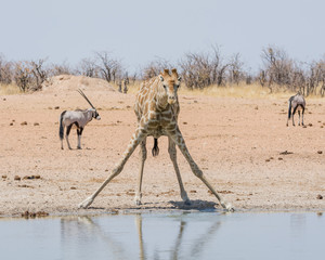 Poster - Giraffe Drinking