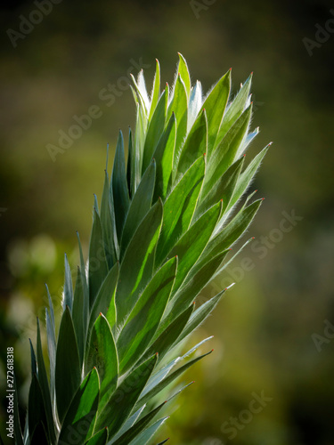 Detail Of Silver Tree Or Silver Leaf Tree Leucadendron Argenteum Cape Town Western Cape South Africa Stock Photo Adobe Stock