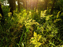 Green Grass In The Sun. Beautiful Green Grass Stalks At Sunrise
