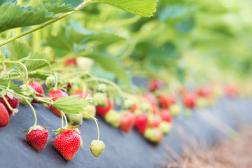 Wall Mural - Industrial growing of strawberries on farm in countryside