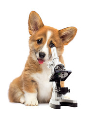 Sticker - dog vet and microscope on white background