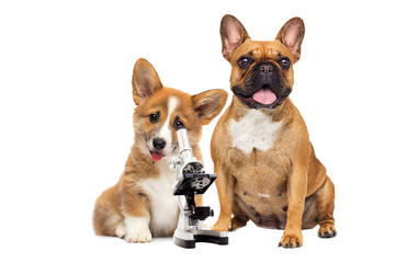 Sticker - dog vet and microscope on white background