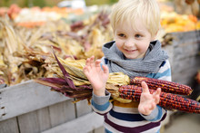 Little Boy On A Tour Of A Pumpkin Farm At Autumn. Child Holding Indian Corn.