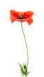Beautiful red poppy flower on white background