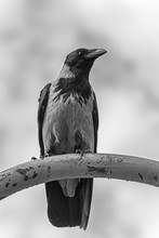 Close Up Of Hooded Crow Sitting On Rusty Metal Pipe