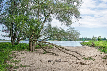 Two trees, one with fallen branches, on a sandy beach in a wild area of the floodplains of the river Waal near Woudrichem, The Netherlands