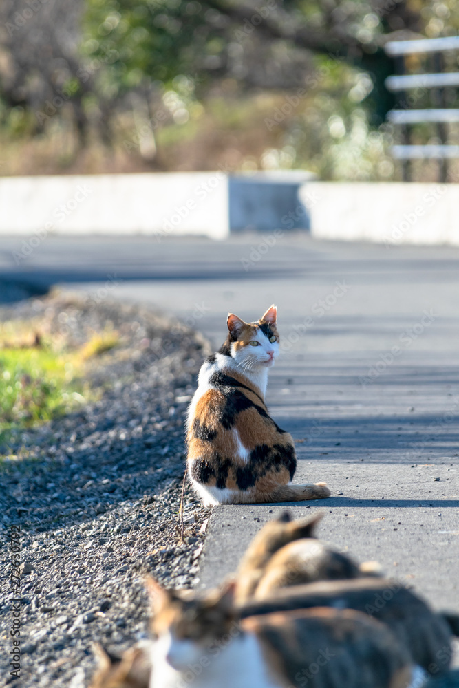 見返り美人ねこ シュッとした三毛猫 の Stock フォト | Adobe Stock