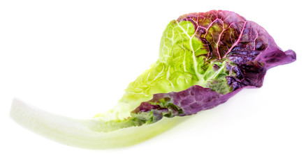 Salad leaf. Purple Lettuce leaf  isolated on white background