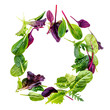 Salad Mix  isolated on white background. Food Frame made of Fresh  salad with arugula, lettuce, chard, spinach and beets leaf.