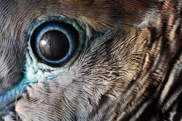 Close up of the eye of Zebra dove (Geopelia striata) ,traditional pet of Asia..