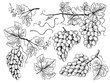 © ONYXprj - Grape sketch. Floral pictures wine grapes with leaves and tendrils vineyard engraving vector hand drawn illustrations. Vine sketch graphic, vineyard crop, fruit grapevine