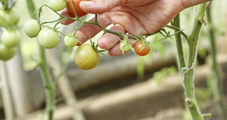 Wall Mural - Woman farmer checking by hand bush with green tomatoes