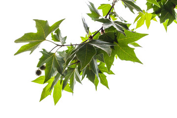 Wall Mural - branch of london plane tree