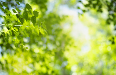 Closeup of nature green leaf and sunlight with greenery blurred background use as decoration ecology environment , fresh wallpaper concept. - Image