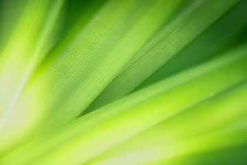 Closeup of nature green leaf and sunlight with greenery blurred background use as decoration ecology environment , fresh wallpaper concept. - Image