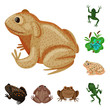 Vector design of frog and anuran symbol. Collection of frog and animal stock vector illustration.