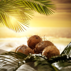 Wall Mural - Fresh coconuts fruits on beach and green palms leaves. Summer sunset time. 