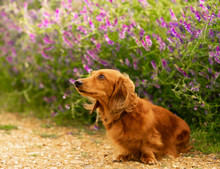 Dachshund-Miniature Long Haired Male Dog Is Sitting On The Path And Looks Curious At The Flower Background In The Country Park.