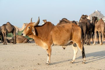 Wall Mural - Brown bull and camels in desert Thar during Pushkar Camel Fair, Rajasthan, India