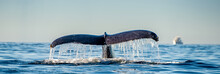 Tail Fin Of The Mighty Humpback Whale Above  Surface Of The Ocean. Scientific Name: Megaptera Novaeangliae. Natural Habitat. Pacific Ocean, Near The Gulf Of California Also Known As The Sea Of Cortez.