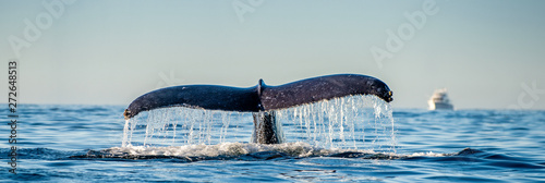 Tail fin of the mighty humpback whale above surface of the ocean Wallpaper Mural