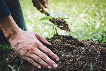 Wall Mural - Planting a tree, Two hands of young man were planting the seedlings and tree growing into soil while working in the garden as save the world, earth day, nature, environment and ecology concept