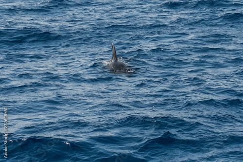 A Short Finned Pilot Whale Globicephala Macrorhynchus A