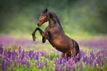 Horse Running In A Field