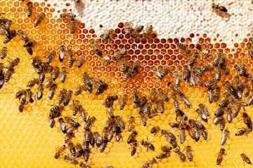 Bees on honeycomb