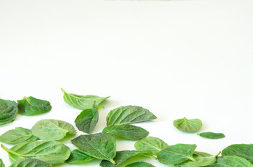 Wall Mural - Turkish mint leafs on white background.  - Image