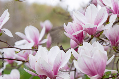 Dekoracja na wymiar  drzewo-magnolii