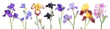 Big Set Of Different Color Iris Flowers With Green Leaves Isolated On White Background. General View Of Flowering Plants. Cultivars From Tall Bearded (TB) Iris Garden Group