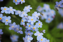 Forget Me Nots Flowers In Closeup.