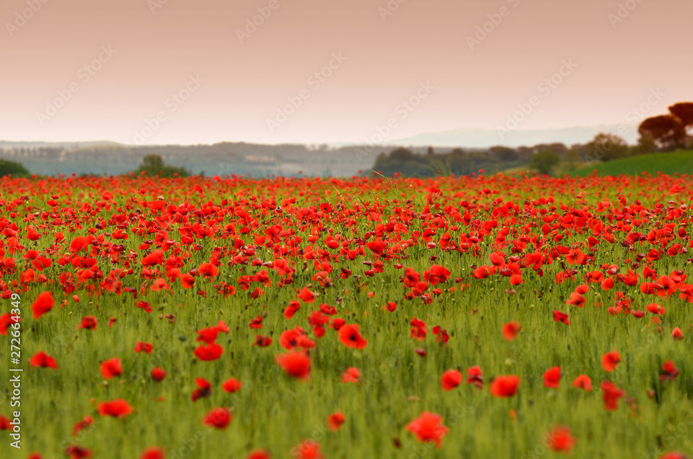 beautiful field of red poppies in a field of wheat at sunset in Tuscany near Monteroni d'Arbia (Siena). Italy. - obrazy, fototapety, plakaty 