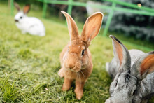 Rabbit In Farm Cage Or Hutch. Breeding Rabbits Concept