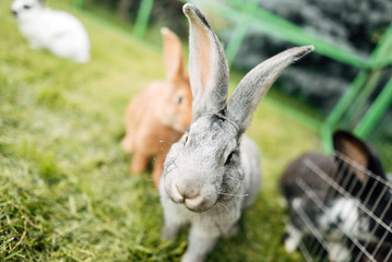 Wall Mural - Rabbit in farm cage or hutch. Breeding rabbits concept