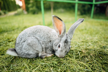 Wall Mural - Rabbit in farm cage or hutch. Breeding rabbits concept